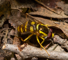 Xanthogramma flavipes