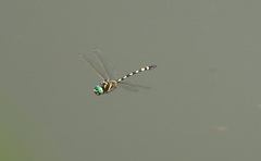 Macromia pacifica