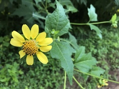 Smallanthus uvedalia