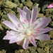Montiaceae - Photo (c) J Brew, alguns direitos reservados (CC BY-SA)