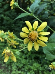Smallanthus uvedalia