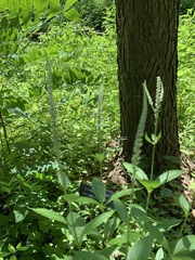 Veronicastrum