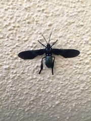 Macrocneme chrysitis