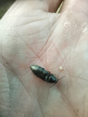 Paraphotistus impressus