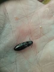 Paraphotistus impressus