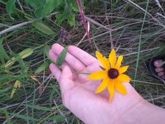 Rudbeckia hirta