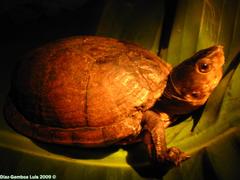 Kinosternon creaseri