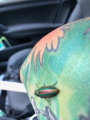 Buprestis striata