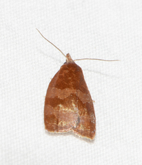 Cenopis diluticostana
