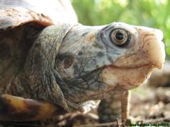 Terrapene carolina yucatana