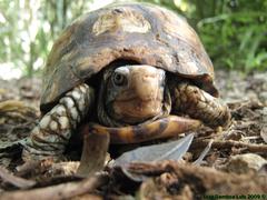 Terrapene carolina yucatana
