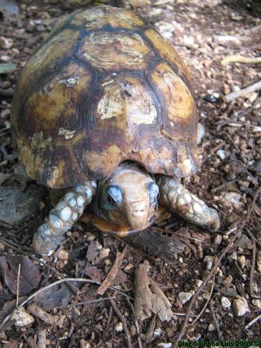 Yucatán Box Turtle