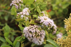 Aristeguietia lamiifolia