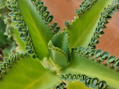 Kalanchoe laetivirens