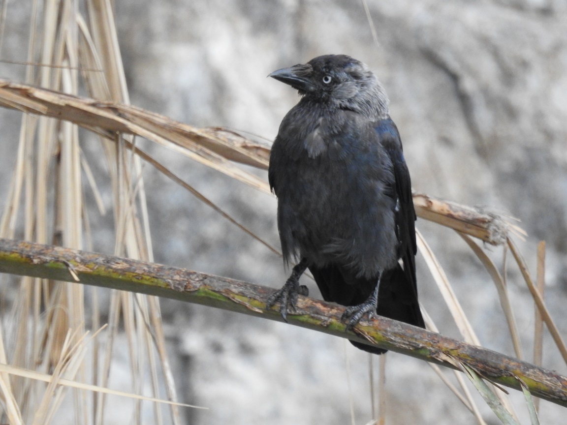 Algerian jackdaw (Subspecies Corvus monedula cirtensis