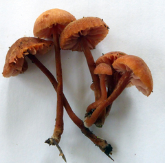 Laccaria paraphysata