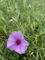 Ipomoea sagittata