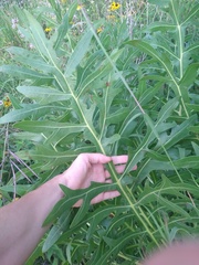Silphium laciniatum