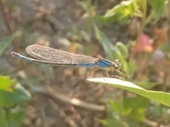 Enallagma risi