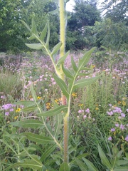 Silphium laciniatum
