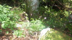 Dicentra formosa