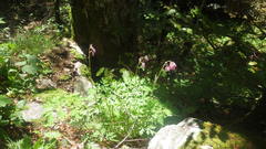 Dicentra formosa
