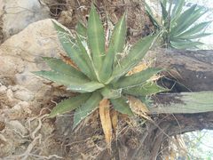 Agave oteroi