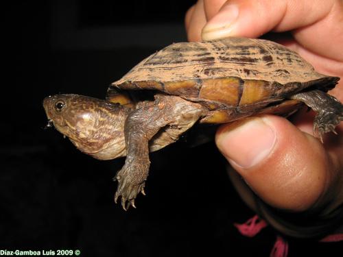 Red-cheeked Mud Turtle