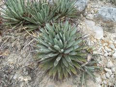 Agave macroacantha