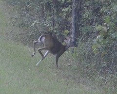 Odocoileus virginianus texanus