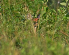 Odocoileus virginianus texanus