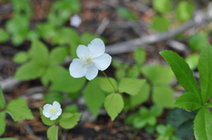 Anemonastrum deltoideum