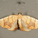Lesser Grapevine Looper Moth - Photo (c) Tom Murray, some rights reserved (CC BY-NC), uploaded by Tom Murray