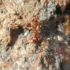 Myrmica rubra