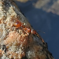 Myrmica rubra