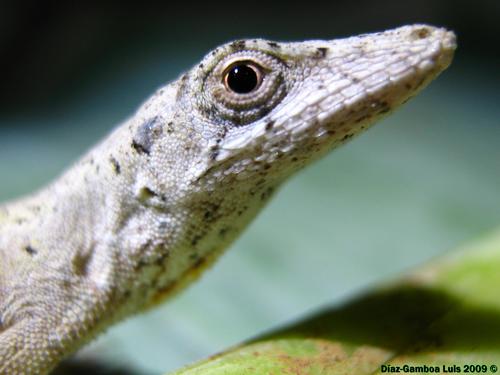 Yucatán Silky Anole