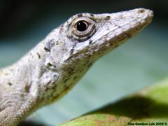 Anolis ustus