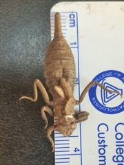 Arigomphus