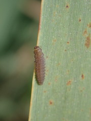Coccidula