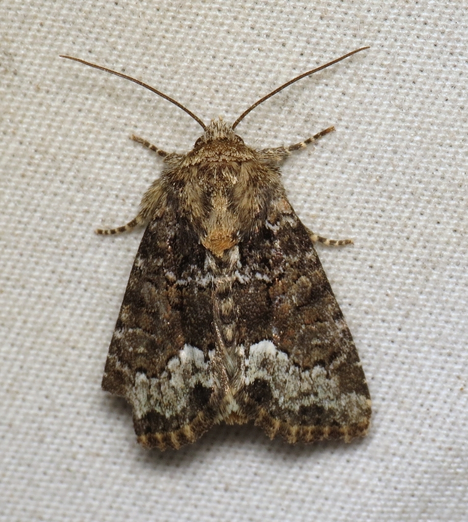Rufous Minor