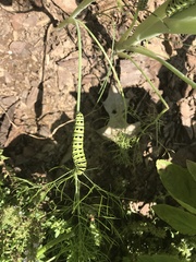 Papilio polyxenes