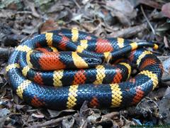 Lampropeltis abnorma
