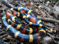Lampropeltis abnorma