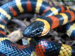 Lampropeltis abnorma