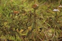 Chromolaena leivensis