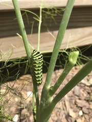 Papilio polyxenes