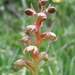 Frog Orchid - Photo (c) bferrero, some rights reserved (CC BY-NC)