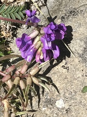 Oxytropis montana