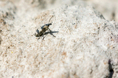 Bothynoderes affinis