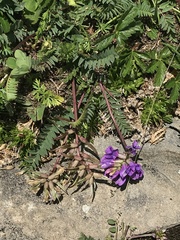 Oxytropis montana